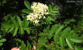 Attēlu rezultāti vaicājumam “Sorbus”