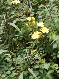 Attēlu rezultāti vaicājumam “Lapsana communis flower”