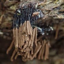 Attēlu rezultāti vaicājumam “Stemonitidaceae”