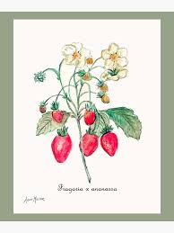 Attēlu rezultāti vaicājumam “Fragaria x ananassa”