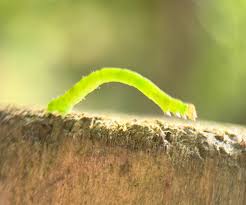 Attēlu rezultāti vaicājumam “Selenia dentaria larva”