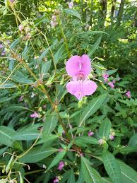 Attēlu rezultāti vaicājumam “Impatiens glandulifera flower”