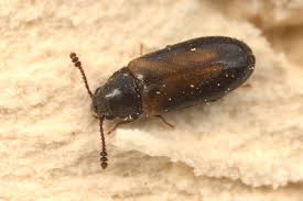 Attēlu rezultāti vaicājumam “Tetratomidae”