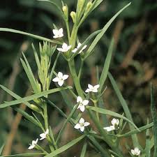 Attēlu rezultāti vaicājumam “Thesium alpinum”