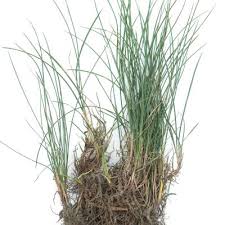 Attēlu rezultāti vaicājumam “Festuca rubra subsp. rubra”