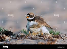 Attēlu rezultāti vaicājumam “Charadrius hiaticula”