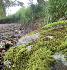 Attēlu rezultāti vaicājumam “moss”