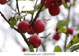 Attēlu rezultāti vaicājumam “Malus prunifolia fruit”