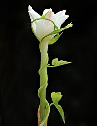 Attēlu rezultāti vaicājumam “Linaria loeselii bud”