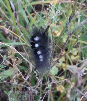 Attēlu rezultāti vaicājumam “Gynaephora selenitica larva”