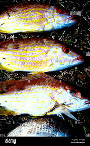 Image result for Lutjanus synagris