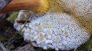 Attēlu rezultāti vaicājumam “Hypomyces chrysospermus”