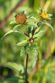 Attēlu rezultāti vaicājumam “Bidens tripartita leaf”