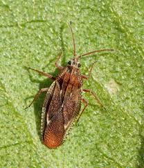 Attēlu rezultāti vaicājumam “Physatocheila smreczynskii”