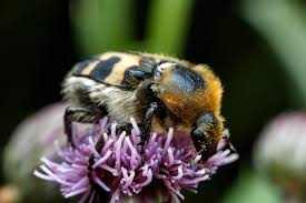 Attēlu rezultāti vaicājumam “Trichius fasciatus”