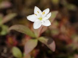 Attēlu rezultāti vaicājumam “Trientalis europaea bud”