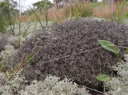 Attēlu rezultāti vaicājumam “Cladonia ciliata”