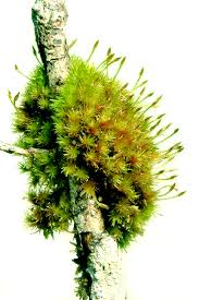 Attēlu rezultāti vaicājumam “Orthotrichum cupulatum var. riparium”