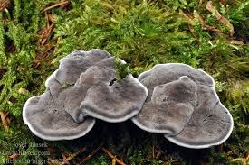 Attēlu rezultāti vaicājumam “Phellodon niger”