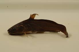 Image result for Ameiurus melas