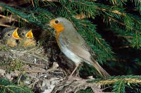 Attēlu rezultāti vaicājumam “Erithacus rubecula nest”