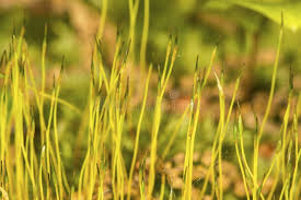 Attēlu rezultāti vaicājumam “Dicranum scoparium sporophyte”