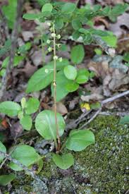 Attēlu rezultāti vaicājumam “Pyrola minor leaf”