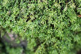 Attēlu rezultāti vaicājumam “Anomodon attenuatus sporophyte”