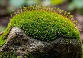 Attēlu rezultāti vaicājumam “Bryum neodamense macro”