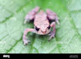 Attēlu rezultāti vaicājumam “Bufo bufo juvenile”