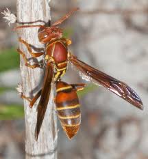 Attēlu rezultāti vaicājumam “Vespidae”