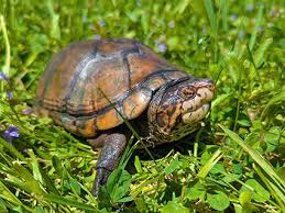 Attēlu rezultāti vaicājumam “Tortula lingulata macro”