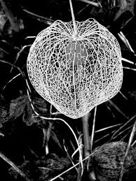 Image result for Lampionblume