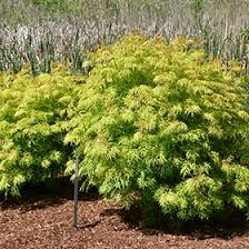 Attēlu rezultāti vaicājumam “Sambucus racemosa leaf”