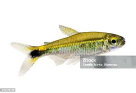 Attēlu rezultāti vaicājumam “Tetratoma ancora”