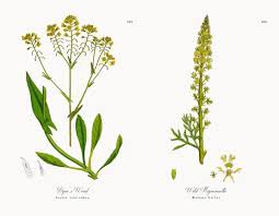 Image result for Isatis tinctoria