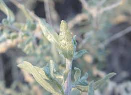 Attēlu rezultāti vaicājumam “Atriplex calotheca leaf”