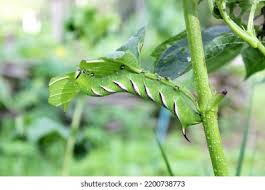 Attēlu rezultāti vaicājumam “Sphinx ligustri larva”