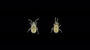 Attēlu rezultāti vaicājumam “Mesostigmata”