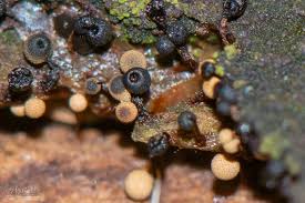 Attēlu rezultāti vaicājumam “Cribraria oregana macro”