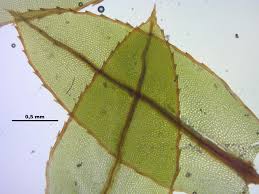 Attēlu rezultāti vaicājumam “Mnium lycopodioides”