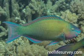 Image result for Scarus psittacus