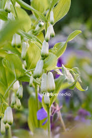 Attēlu rezultāti vaicājumam “Polygonatum multiflorum  flower”