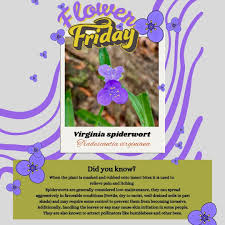 Attēlu rezultāti vaicājumam “Tradescantia virginiana”