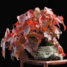 Image result for parthenocissus bonsai