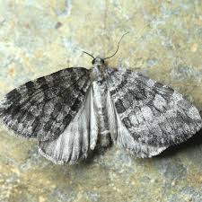 Attēlu rezultāti vaicājumam “Hydriomena furcata”