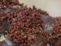 Attēlu rezultāti vaicājumam “Cetraria sepincola”