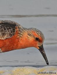 Attēlu rezultāti vaicājumam “Calidris canutus adult”