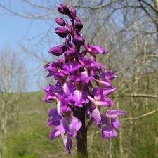 Attēlu rezultāti vaicājumam “Orchis mascula flower”