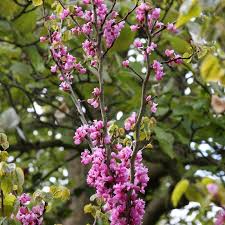 Attēlu rezultāti vaicājumam “Cercis siliquastrum”